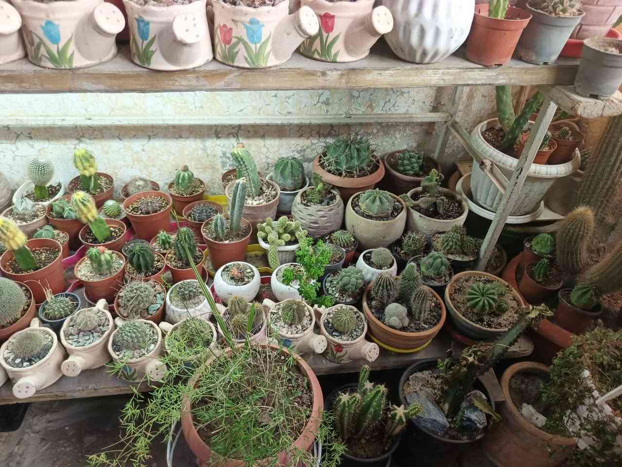 نبات للبيع منهم نوادر هيا والحديد مكاني موصل موصل, نينوى


**إذا كنت صاحب هذا الإعلان وتريد حذفه لأي سبب، رجاءا أرسل رسالة إلى الدعم الفني**