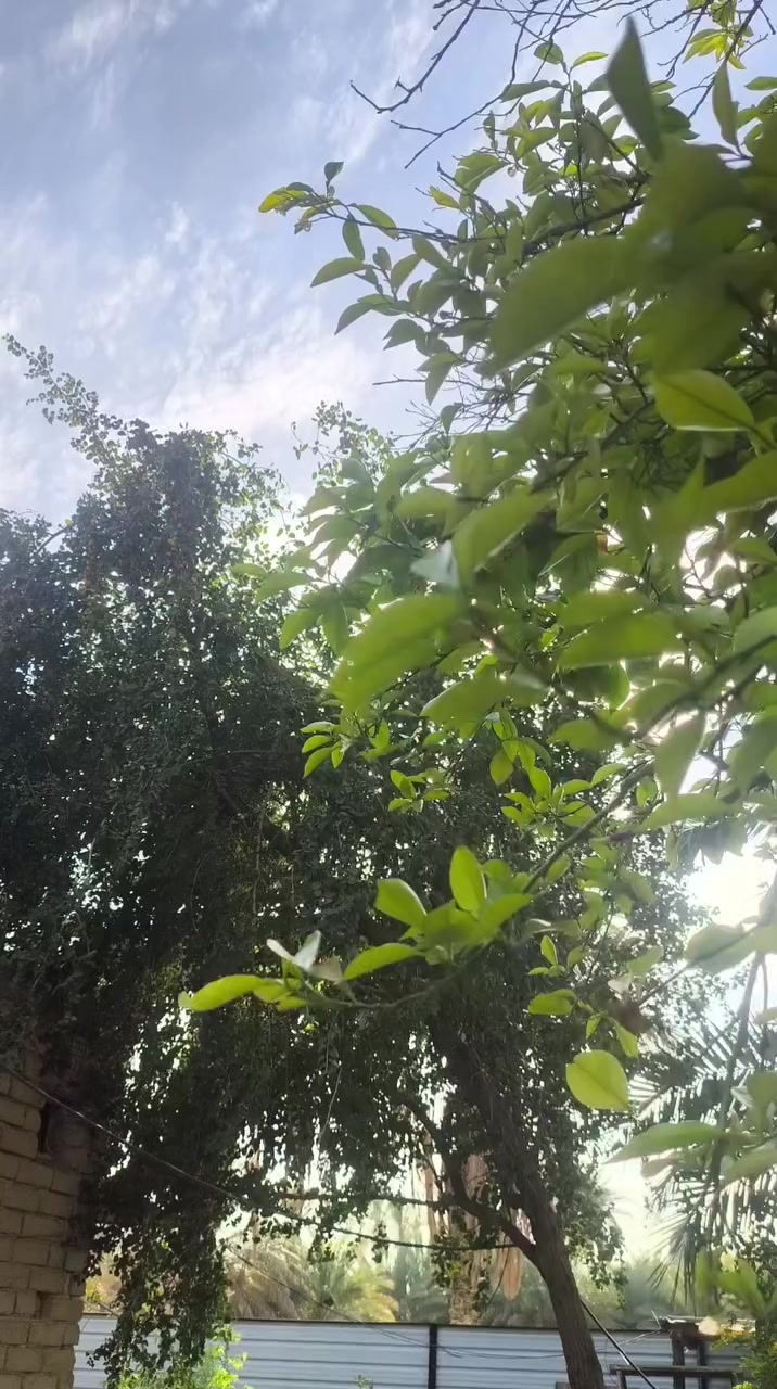 السلام عليكم سايبه للبيع موديل 12 سياره جاهزه من كير من مكينه كهربائيات ترايك 160 حداديه جديده خلفي وامامي اربع تايرات خطه توني شادهن  وحلا من الصور السياره تجي شغل وتطلع لو اهلك بلبصره السعر 21 وبيه مجال المكان ديوانيه قضاءالشاميه 
***********
