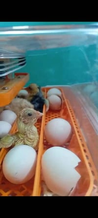 فقاسة بيض • اوتوماتيك • ٥٦ بيضة