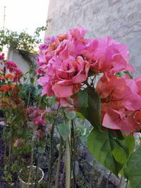 شتلات زينة • جهنمي • أبي غرق