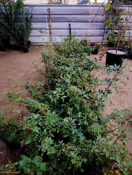 🌿🌸نسرين متسلق🌸🌿
من اجمل و أقوى النباتات المتسلقة
يعتبر نوع من انواع الجوري، دائم الخضرة مقاوم للحرارة والاجواء العراقية (عن تجربه)

توفر لدينا كثيف مثل ما موضح بالصورة

السعر ٤٠٠٠ دينار
#خصم 👇
كل ٣ شتلات بـ١٠،٠٠٠ دينار فقط 💥
#ملاحظة
(النبات ما مورد حالياً و الوان غير معروفة)

للطلب و إلاستفسار الاتصال على الرقم التالي *********** ☎️
يوجد توصيل داخل الكوت فقط 🚕
متواجدين 👇
من الساعة 8:00 ص🕗
و حتى الساعة 10:00م🕙
