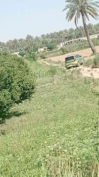 ١٠ دونم • طابو زراعي • نخل حمضيات