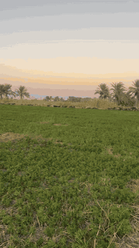 السلام عليكم 
ارض زراعيه مزروعه جت للايجار المساحه 5 دونم 
متوفر ماء 
***********
