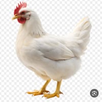 دجاج • اسماك • دجاج الصباغيه • اسماك الصباغيه • علوه دجاج • علوه اسماك...