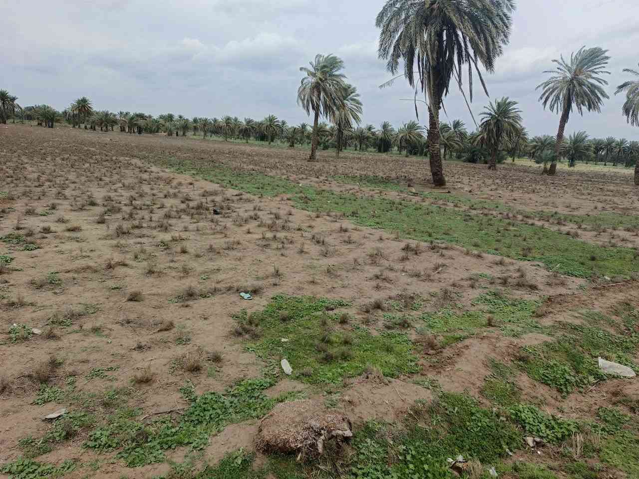 اسلام عليكم قطعه ارض لبيع طابو زراعي سند 25 تحويل مباشر
المساحه الكليه 7دونم  الواجه 110 
خدمات كامله تبعد عن الشارع العام 200 متر
موقع الرض منطقه الدسميه قرب حسينيه سيد شاكر
تصلح تقسيم تصلح مزرعه كلش حلوه شارعه 8متر
يتوفر كافه الخدمات  لمعلومه الكاع تنباع كله 7دونم
سعر الرض اتصال ع الرقام   بسعر مناسب  
***********
***********
