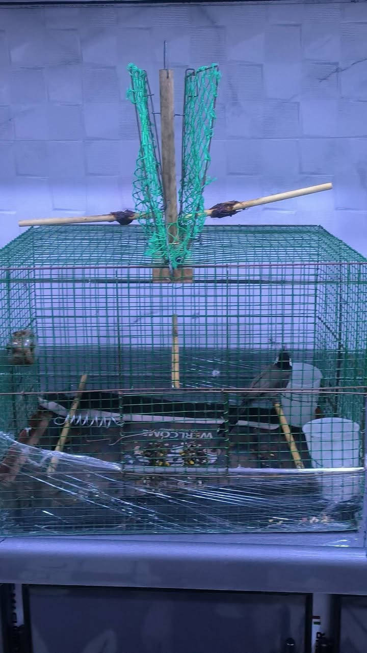 فقط القفص للبيع قفص مال مصيده والسعر 25الف وبي مجال المكان موصل حي التحرير #


**إذا كنت صاحب هذا الإعلان وتريد حذفه لأي سبب، رجاءا أرسل رسالة إلى الدعم الفني**