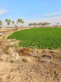 اليرموك زنكورة • طابو زراعي • دونمات متعددة