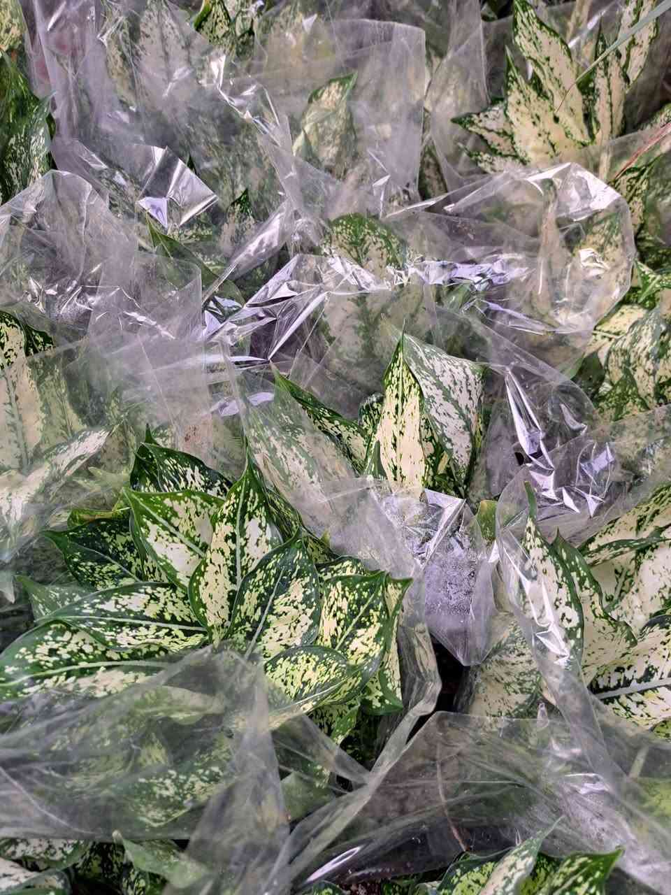 وصول وجبة جديدة من نباتات الضلية والخارجية 
وبسعار مناسبة مناسبة  
يوجد لدينا خدمة توصيل لكافة احياء مدينة الموصل 
الحجز ***********
حسبنا على الانستقرام 👇🏻 
https://www.instagram.com/babunj.stor?igsh=MWV6OW5oY3lzenI1aA==
