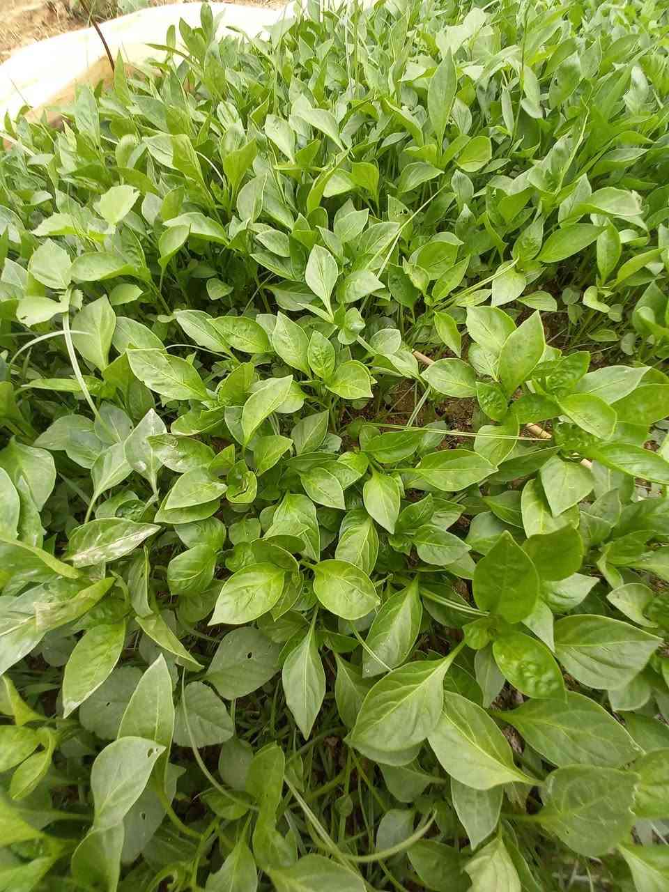 يوجد لدينا دايه باذنجان سوري وفلفل بارد وفلفل حار وأيضا بزر باميه بترا وبزر باذنجان سوري


**إذا كنت صاحب هذا الإعلان وتريد حذفه لأي سبب، رجاءا أرسل رسالة إلى الدعم الفني**