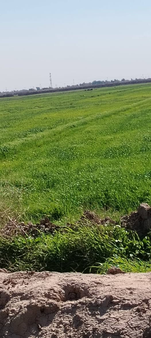 للبيع 80دونم ***********
