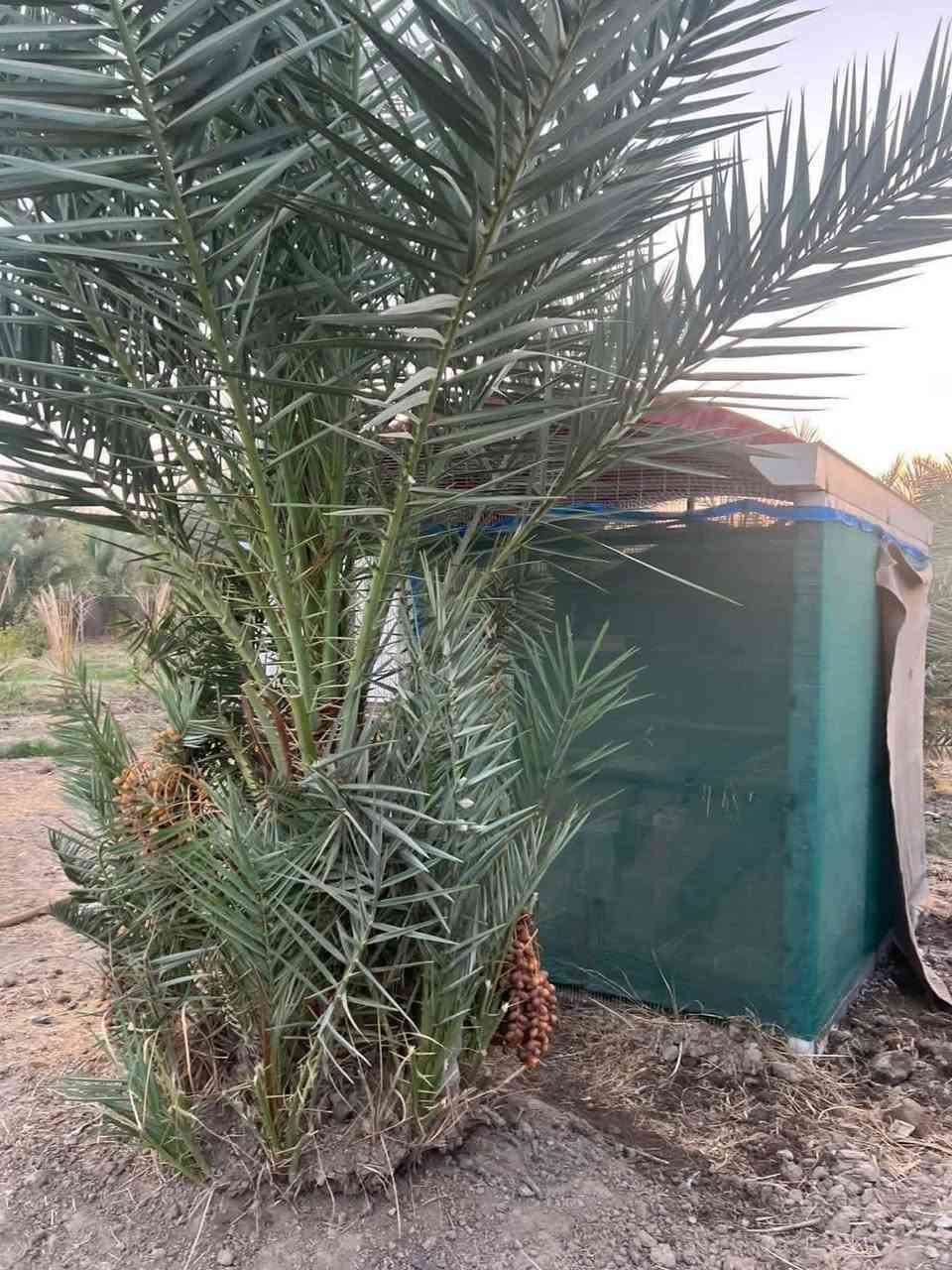 السلام عليكم
للبيع دونم ركن

( ***********)

بغداد الراشدية … مركز الناحيةخلف مشروع المراسمة

***********

للبيع دونم ركن  طابو زراعي سند 25 باأسمي تحويل مباشر واجة 32 م شارع سابيس عرض 12 م مسيج كامل  ***********
