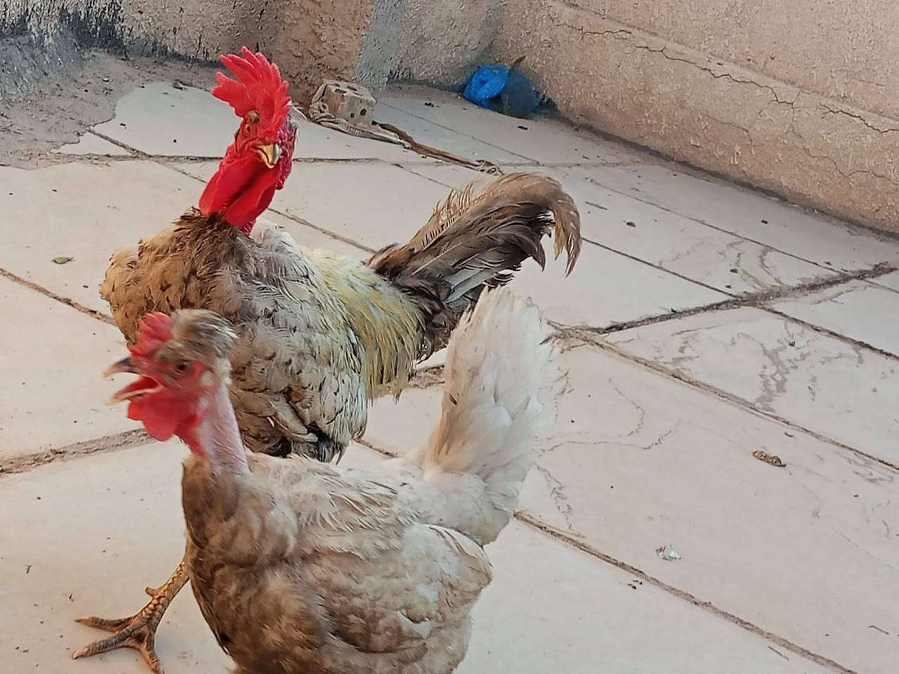 ديج نشيط نوع ابو ركيبة ودجاجة بياضة نوع ابو ركيبة للبيع بسعر ٣٥ الف قفل 
للاستفسار الاتصال على الرقم 
***********
