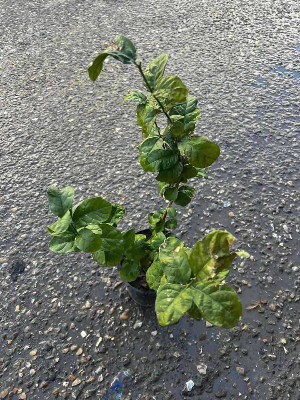 وصلتنا وجبه جديده من النباتات 🌹
كاردنييا عراقي 👌
فل عراقي مل بغداد👌
سروو
ورد الاهانه
العنوان الموصل-الميدان باب الجسر مقابيل طرشي الصقال


**إذا كنت صاحب هذا الإعلان وتريد حذفه لأي سبب، رجاءا أرسل رسالة إلى الدعم الفني**