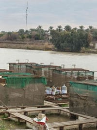 اخوان ركز بالمنشور اقفاص سمج القفص كامل هوة والاضلاع والقواطع كامل جاه...