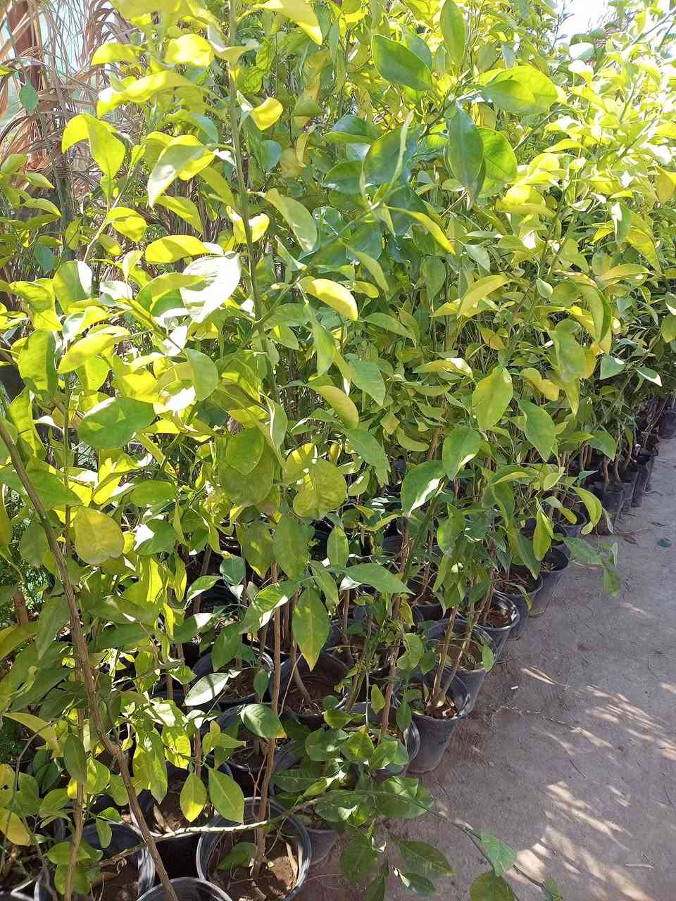 اللهم صلى على محمد وال محمد 
مشتل الجمعيه 💯 
مجموعه جديده من النباتات النفضيه والحمضيات 
الدجيل الجمعيه خلف الدفاع المدني 💯 
للاستفسار والحجز مازنجر واتساب ***********
تين اسود 2000،💯
كوجه كربلائيه 3000💯
مشمش احمدي 3000💯
تفاح ابراهيمي 2000💯
 تفاح كاغدي 2000💯
 تفاح كوفي 2000💯
تكي كندي 3000💯
رمان سليمي 1500💯
برتقال سندان خشن 7000💯
برتقال كيس خشن 4000💯
برتقال كيس 3000💯
رارنج خشن ارتفاع 2متر 4000💯
كميات مفتوحه لسنا الوحيدون 💯
 لكننا الافضل 💯💯💯💯💯
