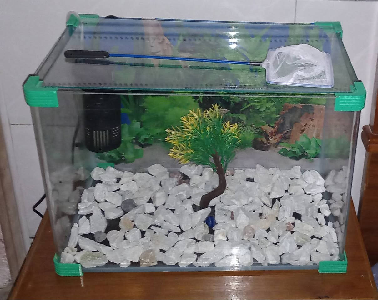 حوظ سمك زينه
ماطوره فلتر ضخ هواء وتصفيت ماء الحوض

شبكة صغيره للسمك ولتنظيف الحوظ 

شجرة زينه مع حجر الحوض وعلبة اكل

المكان سبع البور / الضباط السعر خاص 
واتساب ***********
