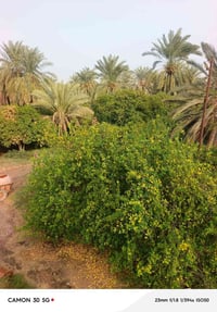 ٨ دونم • طابو سند ٢٥ • واجهة شط مباشر
