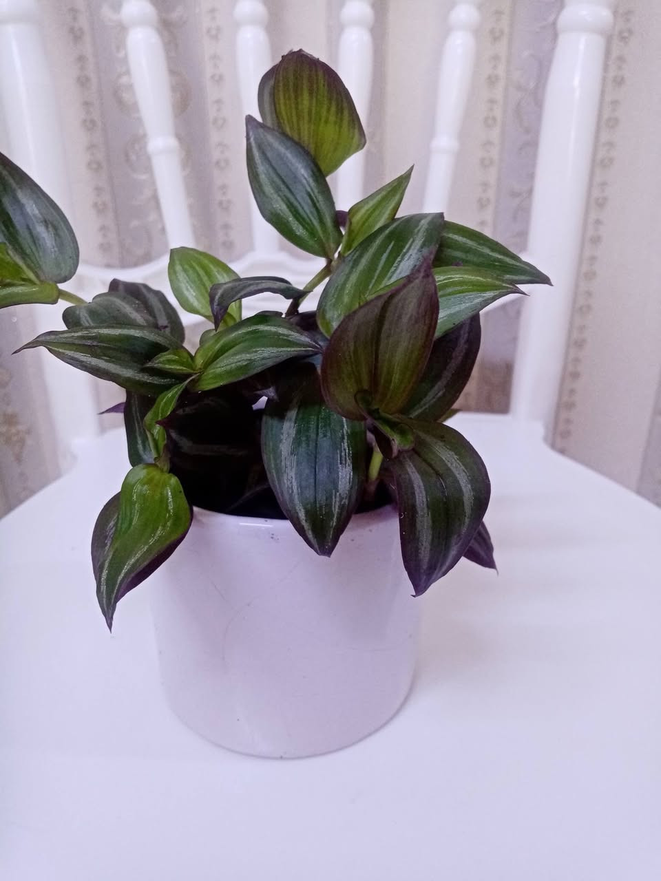 زرع طبيعي زرع طبيعي ماءي قاروره زرع بلتربه سعر حسب حجم السندانه والقاروره


**إذا كنت صاحب هذا الإعلان وتريد حذفه لأي سبب، رجاءا أرسل رسالة إلى الدعم الفني**