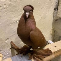 حمام رواعب • للبيع • النجف