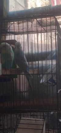 طيور حب • مرخصة • للبيع