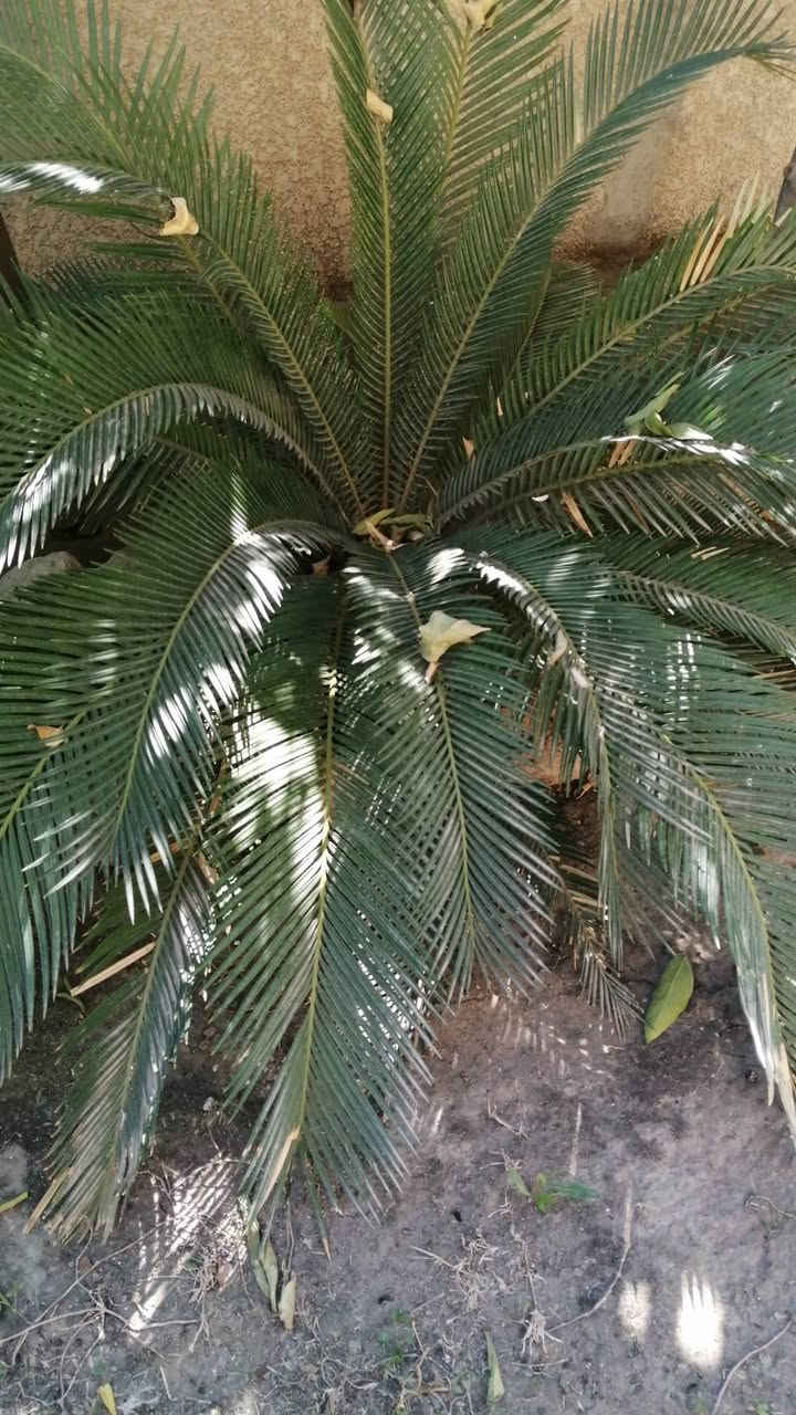 عندي نبته السايكس أحجام مختلفه اريد ابيعها
*********** هذا الرقم للي يريد يتواصل وياي
