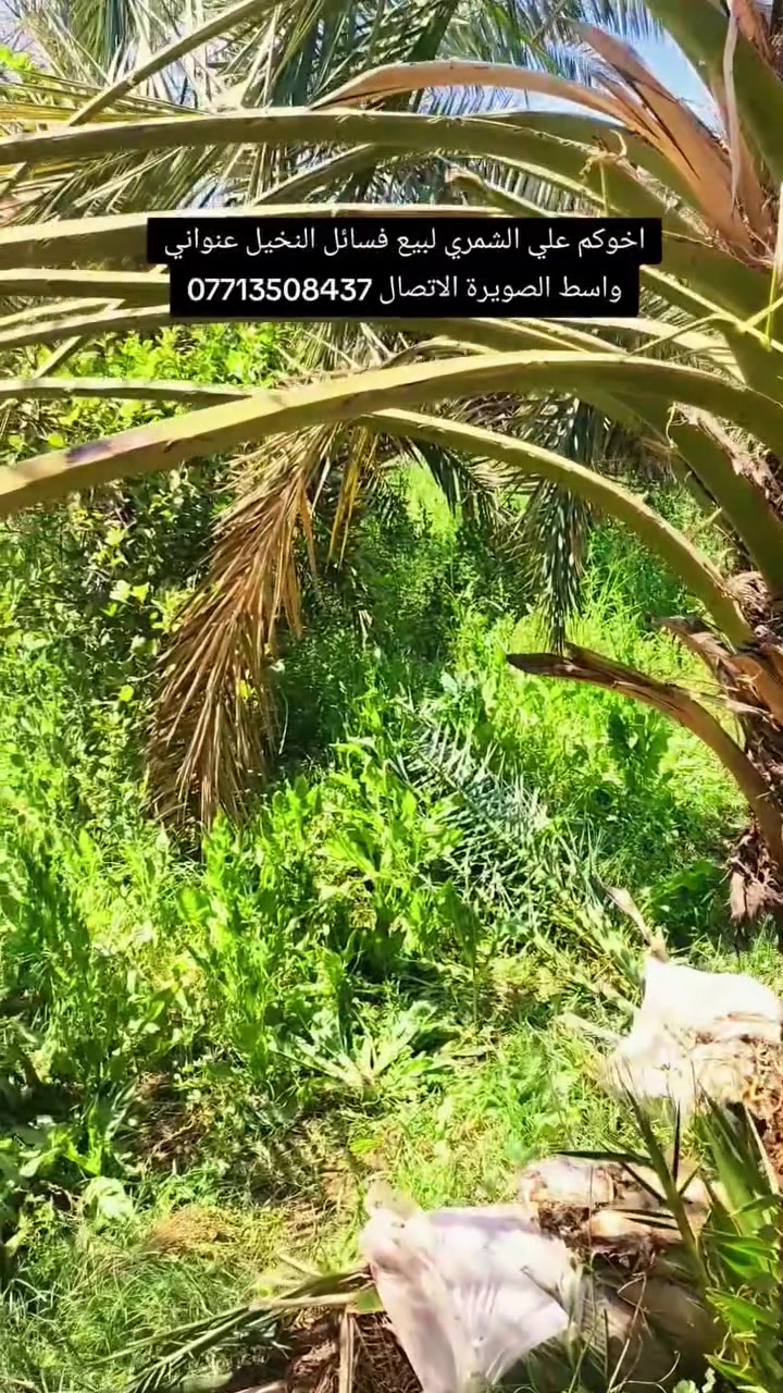 السلام عليكم بتاريخ /22/5/2026/ تم قلع فسائل  بريم و برحي للاخ ابو سجاد من بغداد  احجام خشنه ايضا يتوفر فسائل  مكتوم و برحي مجذر   تحت الام احجام خشنة  هذا بوصل ضمان لحين الاثمار موقع وختم خلاف النوع اتحمل سعر الوحده 5 أضعاف الي راغب بالشراء عنواني واسط الصويرة لاتصال *********** اخوكم 
علي الشمري البيع النخيل
