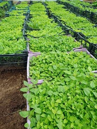 شتل • طماطة • فلفل وباذنجان