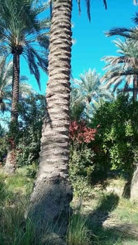 ٢٠٠٠م • طابو زراعي سند ٢٥ • مياه نهر دجلة