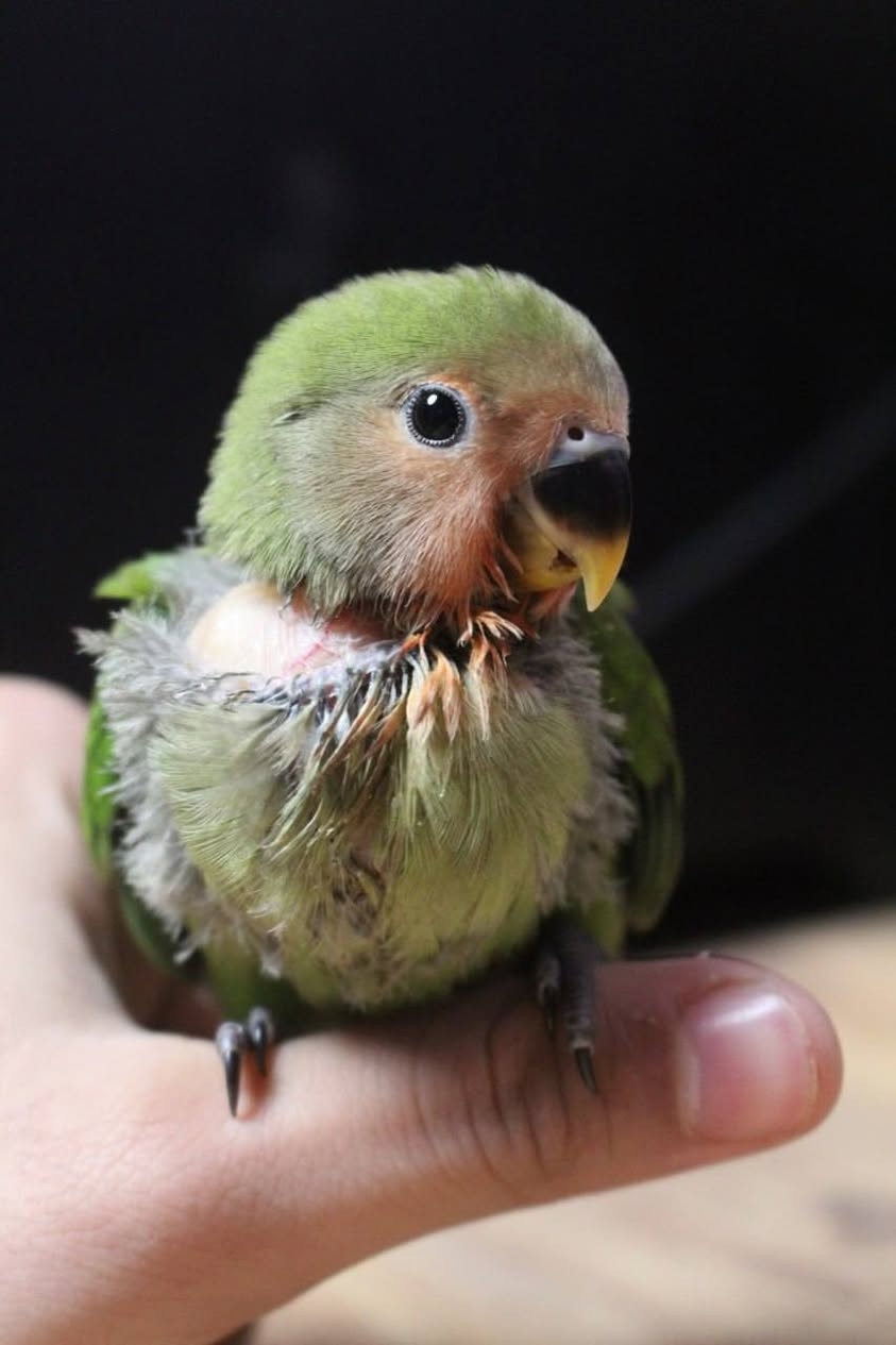 حاسبة متكاملة ونظيفة جداً، جاهزة للألعاب والتصميم والشغل!
💰 السعر: 390 ألف دينار بس!
🔧 المواصفات:
المعالج: Intel Core i3-9100 (الجيل التاسع)
كرت الشاشة: NVIDIA GTX 1060 3GB
الرامات: 16GB بسرعة 3600MHz
 (كلش سريع)
التخزين:
 الاول SSD 1000GB (واحد تيرا)
SSD 120GB الثاني 
المذربورد: ASUS (نوعية ممتازة)
الكيس: GameMax احترافي ويا 3 مراوح تبريد وإضاءة LED زرقة
الويندوز: Windows 11 Pro (مفعّل ومرخص)
⚡ شتسوي بيها:
✅ تلعب كل الألعاب براحتك (Esports, Open World, Online Games)
✅ برامج التصميم والمونتاج (Adobe Photoshop, Premiere, After Effects)
✅ البرامج الهندسية (AutoCAD, SolidWorks, Revit)
✅ تفتح بسرعة صاروخية بفضل الـ SSD
✅ زينة للدراسة، الشغل، والألعاب
📍 التفاصيل:
السعر: 390 ألف دينار 
المكان: النجف الأشرف
الاستلام: استلام من عندي مباشرة (ما عندي  توصيل)
الحاسبة نظيفة وجاهزة، تاخذها وانت راسك بارد ومرتاح


**إذا كنت صاحب هذا الإعلان وتريد حذفه لأي سبب، رجاءا أرسل رسالة إلى الدعم الفني**