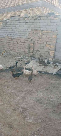 بشوش بياضه • قفل