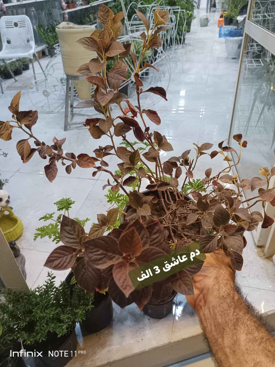 وجبة جديده من نباتات شمسية خارجية...الانبار الرمادي العزيزية مكان الجديد...من جهة شارع العام خلف مجمع برج المسك شارع ميسلون  اول فرع على اليمين *********** ... يوجد توصيل داخل الرمادي...
