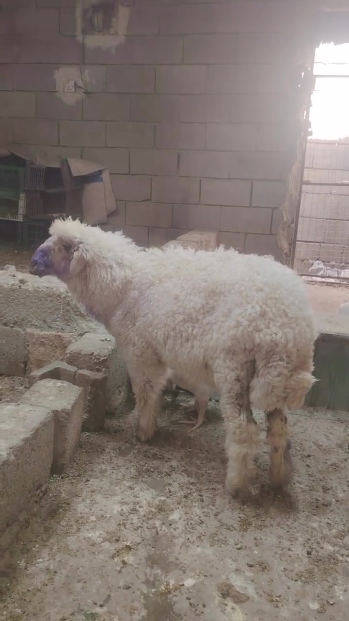 فطيمه للبيع المكان تكريت الديوم المحل مالتي مقابيل سوق الجمعه القديم هذا رقمي ***********
