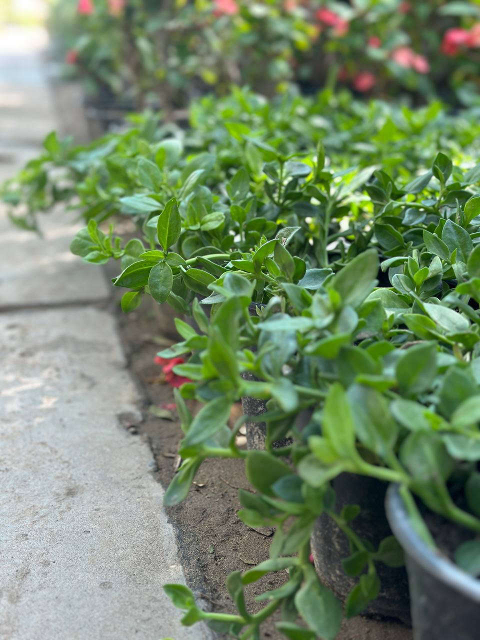 وفرتلكم قطرة الندا او المسما تراجي العروس بكثافة جدن  راقيه ومناسبة جدآ  كل هاذي التشكيلات وترتيبات سنادينكم 
وحدائق كم  تلكوه ب مشتل النورين 
 عنوانه #شارع_الغطاس_خلف_المجمع_السوري


**إذا كنت صاحب هذا الإعلان وتريد حذفه لأي سبب، رجاءا أرسل رسالة إلى الدعم الفني**