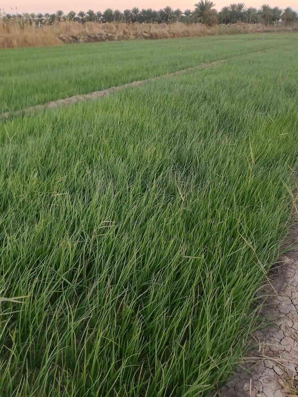 السلام عليكم داية بصل حار للبيع ***********
