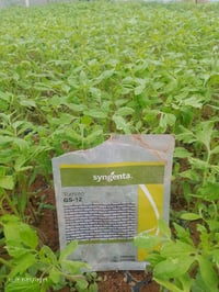 شتل طماطه جيسي للبيع /للتواصل /07741694508