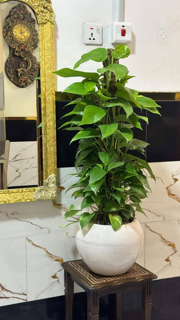 بنات عروضنه ع راس السنه ح يبدا من اليوم لمده اسبوع يبقى واي طلب يعبر سعره ٤٠ الف تجي وي طلب هديه 

اسعار العروض تحت الصور


**إذا كنت صاحب هذا الإعلان وتريد حذفه لأي سبب، رجاءا أرسل رسالة إلى الدعم الفني**