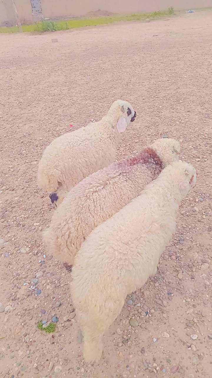 تبارك الرحمن صلي على محمد اخوان طليان العدد3فول خشنات ونشطات ناصحات شرط النصاحه ثلاتثهن فحله متوجهات وين شرايهن بس تربط وحسن من الصور شوف العين مكانهن الزاب الشراي يتصل ويدلل ***********
