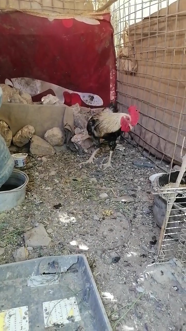 سلام عليكم ديج عرب ما شالله سمين مان ذبح ويرهم فحل للستفسار خاص 👍


**إذا كنت صاحب هذا الإعلان وتريد حذفه لأي سبب، رجاءا أرسل رسالة إلى الدعم الفني**