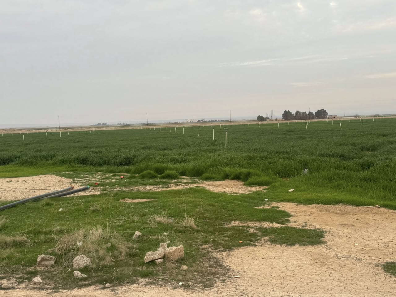 السلام عليكم 50 دونم على طريق الخزيفي بريه العلم بيها غرف سكن وبيها بير ميه فول الفول وبيها محوله خاصه بيها وبيها بورد كهرباء وخط كهرباء والأرض. مفلوحه حنطه الآن ارض سمينه وعدله حيل ومرتبه الي حاب يتصل بريه العلم صلاح الدين الشراي يتصل السعر 1500 غير قابل للتفاوض من الأخير ***********
