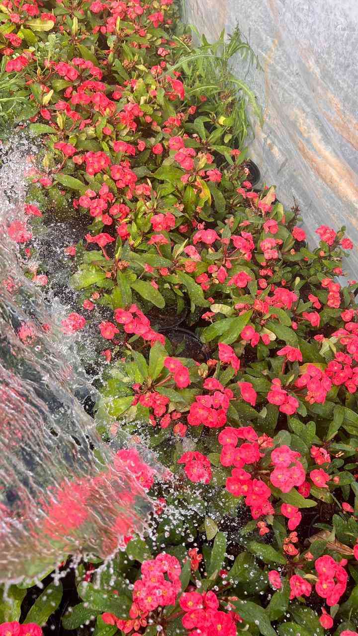 اللهم صلي على محمد وال محمد يوجد لدينا حمضيات بأنواعهه ونفضيات والجوري الصلطاني بأنواعه واحجامه والتين وزيتون والضليات يعني شتريد موجود وبأسعار تنافسيه يعني بسعر الجمله ماعليك غير تزورنه وراح تلكه كلشي الي تحتاجه والي يعجبك وبسعر الجمله وعندنه توصيل هم عنوانه مسيب حي المعلمين الاولى قرب سكت القطار ***********
