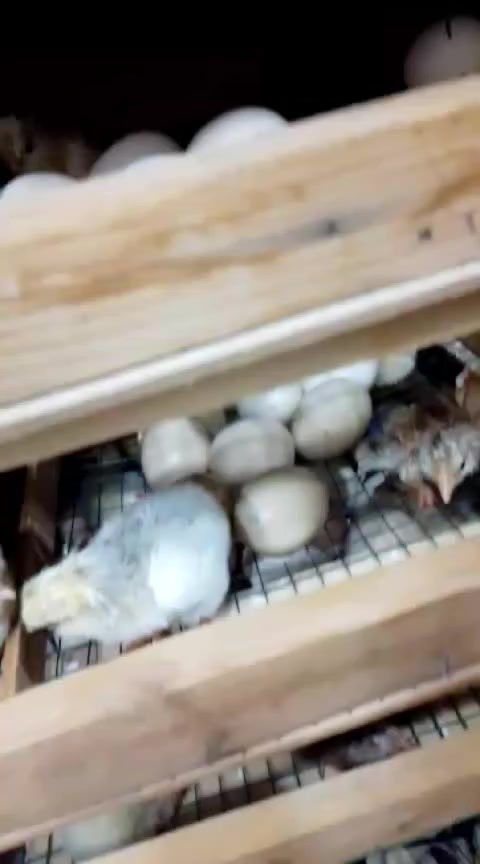 مفقس للبيع سعته ٢٦٠ بيضه


**إذا كنت صاحب هذا الإعلان وتريد حذفه لأي سبب، رجاءا أرسل رسالة إلى الدعم الفني**