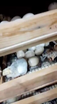 مفقس • ٢٦٠ بيضة