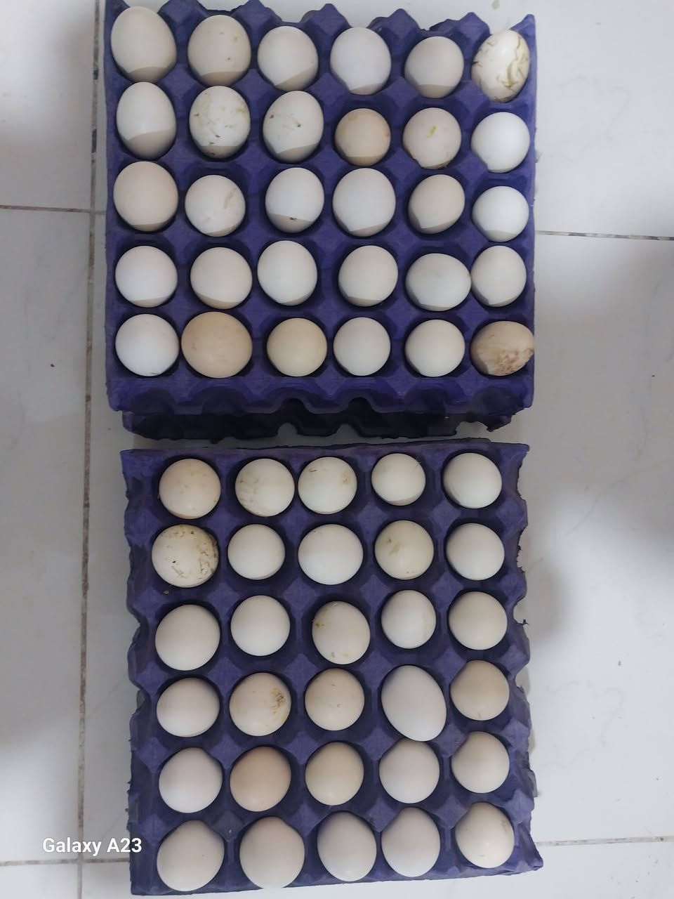 بسم الله الرحمن الرحيم 
اللهم صل على محمد وال محمد 
متاح بيض دجاج كويتي اصلي ضمان نسبة التفريخ تقريبا٩٥%
الانواع 
(كحلي +شمسي + دندراوي )
ضمان ٢٢ يوم بانه يكون كويتي (افرك)
للاستفسار مراسلة فقط واتساب ***********
