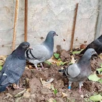 متاح زواجل بعدهن طينه زوج سود زوج طويرنيات الي يريدهن بخدمته هاذ رقمي ...