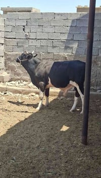 عجل • للبيع