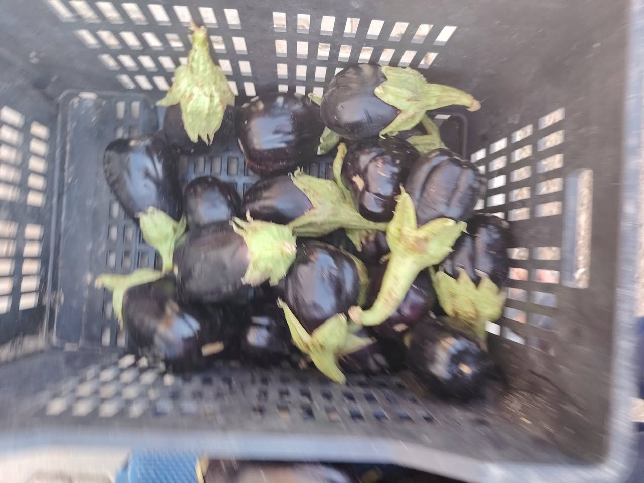 بسم الله وعلى بركة الله
توفر مسواك جديد

بطاطا جبسيه
طماطه عراقية 
أسود عراقي 
بطيخ
خيار 
طرعوزي ديره
بصل اصفر
بصل كرستال
موز
ليمون 
برتقال
عنب عراقي 
تفاح 
كوجه 
شجر
خل أصفر 
خل أسود 
العنوان
الشيخ حديد قرب صيدلية عبد الله ثائر
بالجهه المقابله
اهلا وسهلا بكم


**إذا كنت صاحب هذا الإعلان وتريد حذفه لأي سبب، رجاءا أرسل رسالة إلى الدعم الفني**