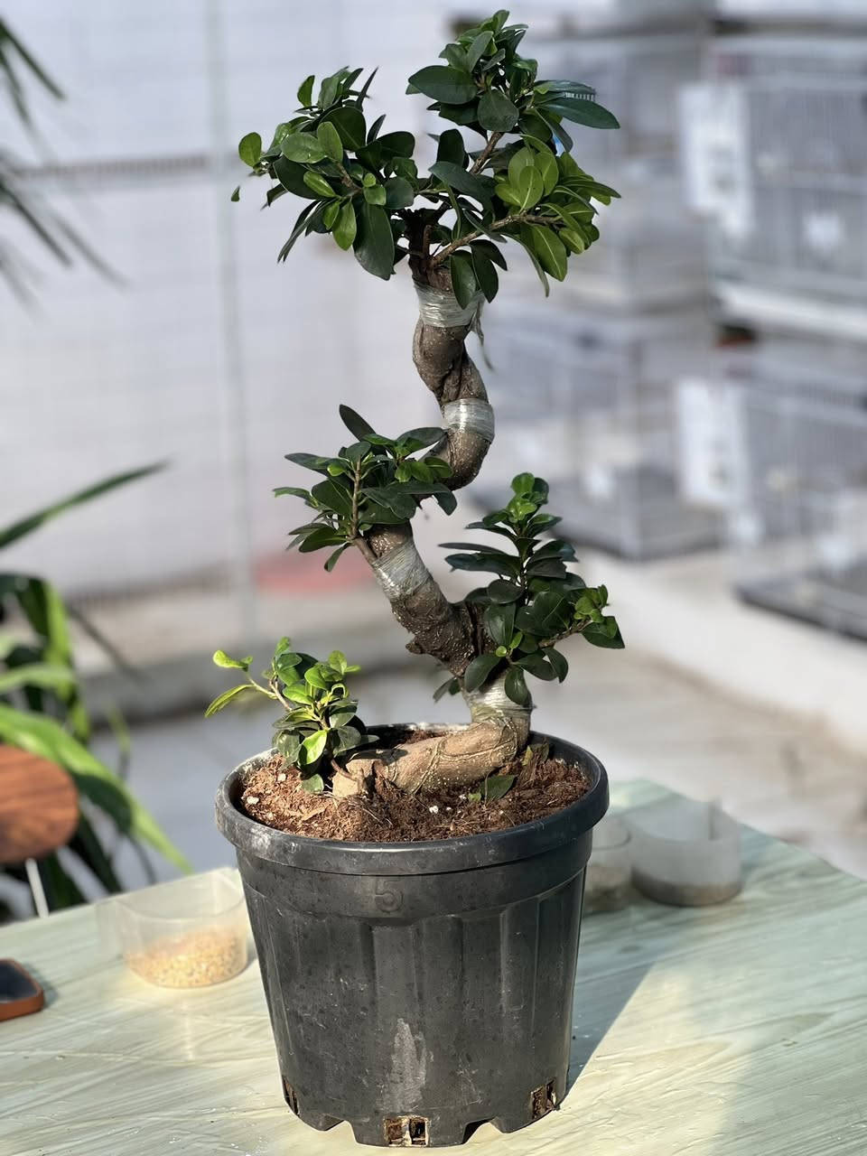 السلام عليكم لعشاق النبات الطبيعي متوفر أشجار طبيعيه يوگا حجم كبير ثلاثي يوگه حجم وسط ثلاثي مونساي مطاط صباريات تايلندي لبلاب مكاني بصره زبير


**إذا كنت صاحب هذا الإعلان وتريد حذفه لأي سبب، رجاءا أرسل رسالة إلى الدعم الفني**