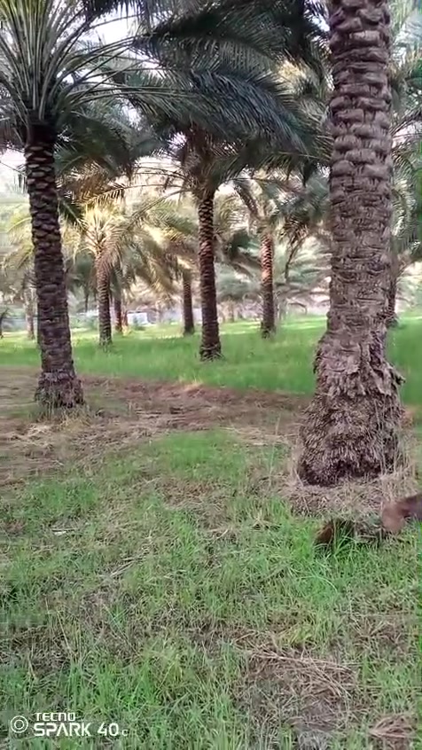 بستان مساحته دونمين
 طابو زراعي سند ٢٥
متوفره كل شروط السكن
(ماء اساله +ماء سقي + كهرباء)
العنوان :الصويرة قريه جويميسه الغربية.
للاستفسار :***********
