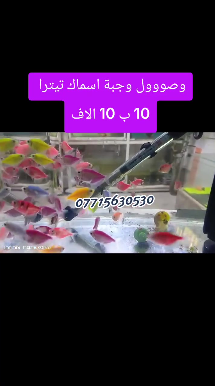 للاستفسار عالخاص
او عالواتساب
☎️ *********** ☎️
العنوان : 
الابلة /شارع الوايلس
⛽خلف بانزين خانه شط الترك
 او خلف محطة بومبو⛽
تتوفر خدمه توصيل🚕🚕
