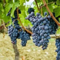 مشتل بيروميا توفرت شتلات عنب كشمشي أسود (زبيبي) – Black Hamburg 🍇  💰 ا...